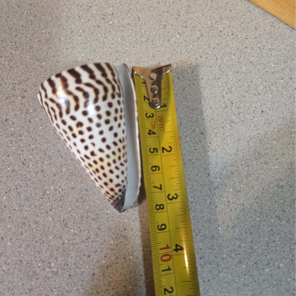 Vintage Conus Litteratus Cone Seashell Hawaii Coast 1990, 3 Inch - Picture 6 of 6